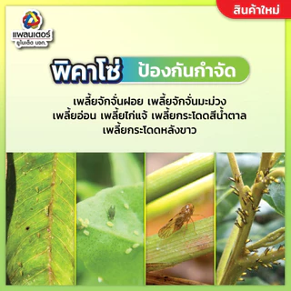 พิคาโซ่ 1 กิโล (ไพมีโทรซีน50%) ทำหมันเพลี้ย เพลี้ยกระโดดสีน้ำตาล เพลี้ยกระโดดท้องขาว เพลี้ยไก่แจ้ เพลี้ยจักจั่น