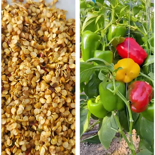 [ซื้อ 5 แถม 5 ฟรี]100 เมล็ด เมล็ดพริกหวาน คละสี (รสชาติหวาน ข้างในกลวงโป่ง )เมล็ดผัก เม็ดผัก ผักสวนครัว พืชผัก