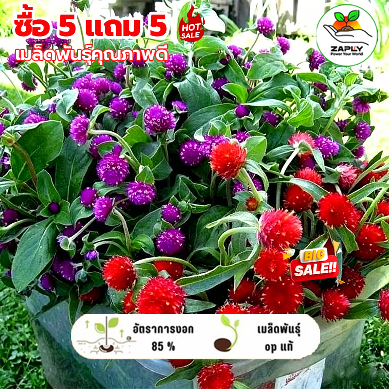 บานไม่รู้โรย100 เมล็ด คละสี คุ้มมากไม่มีที่ไหนถูกกว่า 【ซื้อ 5 แถม 5 ฟรี】