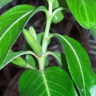 25 เมล็ด ดอกแพงพวย แพงพวยฝรั่ง แพงพวยบก นมอิน Vinca Seeds สายพันธุ์ แทตทู แบล็ก เชอร์รี่