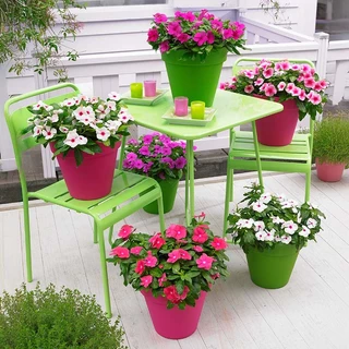 25 เมล็ด ดอกแพงพวย แพงพวยฝรั่ง แพงพวยบก นมอิน Vinca Seeds สายพันธุ์ แทตทู แบล็ก เชอร์รี่