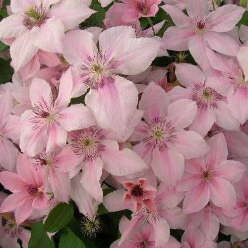 30 เมล็ด กําปองน้อย คำปอง เคล็มแม็ททิส Clematis Seeds สายพันธุ์ พิงค์ แฟนตาซี