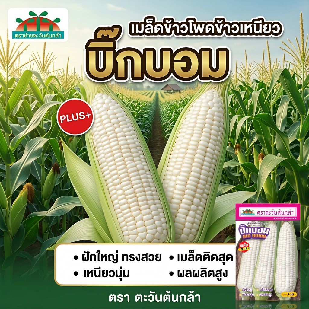 เมล็ดข้าวโพดข้าวเหนียว บิ๊กบอมพลัส ตราตะวันต้นกล้า ขนาด500กรัม เมล็ดข้าวโพด เมล็ดพันธุ์ข้าวโพด