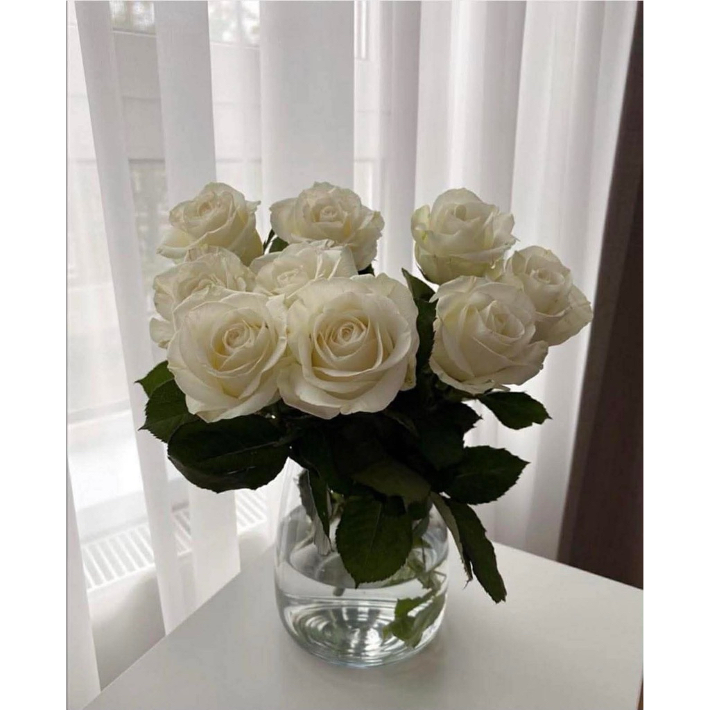 กุหลาบ-ไวท์อวาลานซ์ “White Avalanche” หนามน้อย-ไร้หนาม สีขาว กลีบหนา บานทน