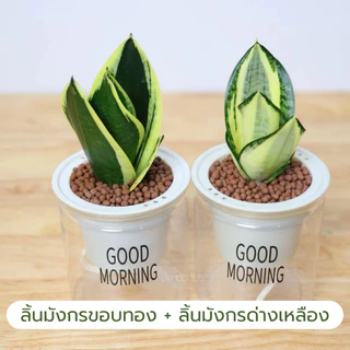 เซตคู่กระถางใส่น้ำ พร้อมต้นลิ้นมังกรแคระ มีหลายชนิด ไม้ฟอกอากาศ แถมหินฟรี