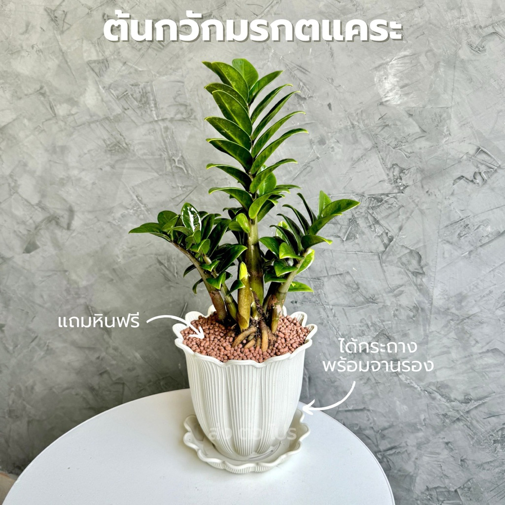 กระถางพร้อมจานรอง 6 นิ้ว พร้อมต้นกวักมรกตแคระ หินดินเผา