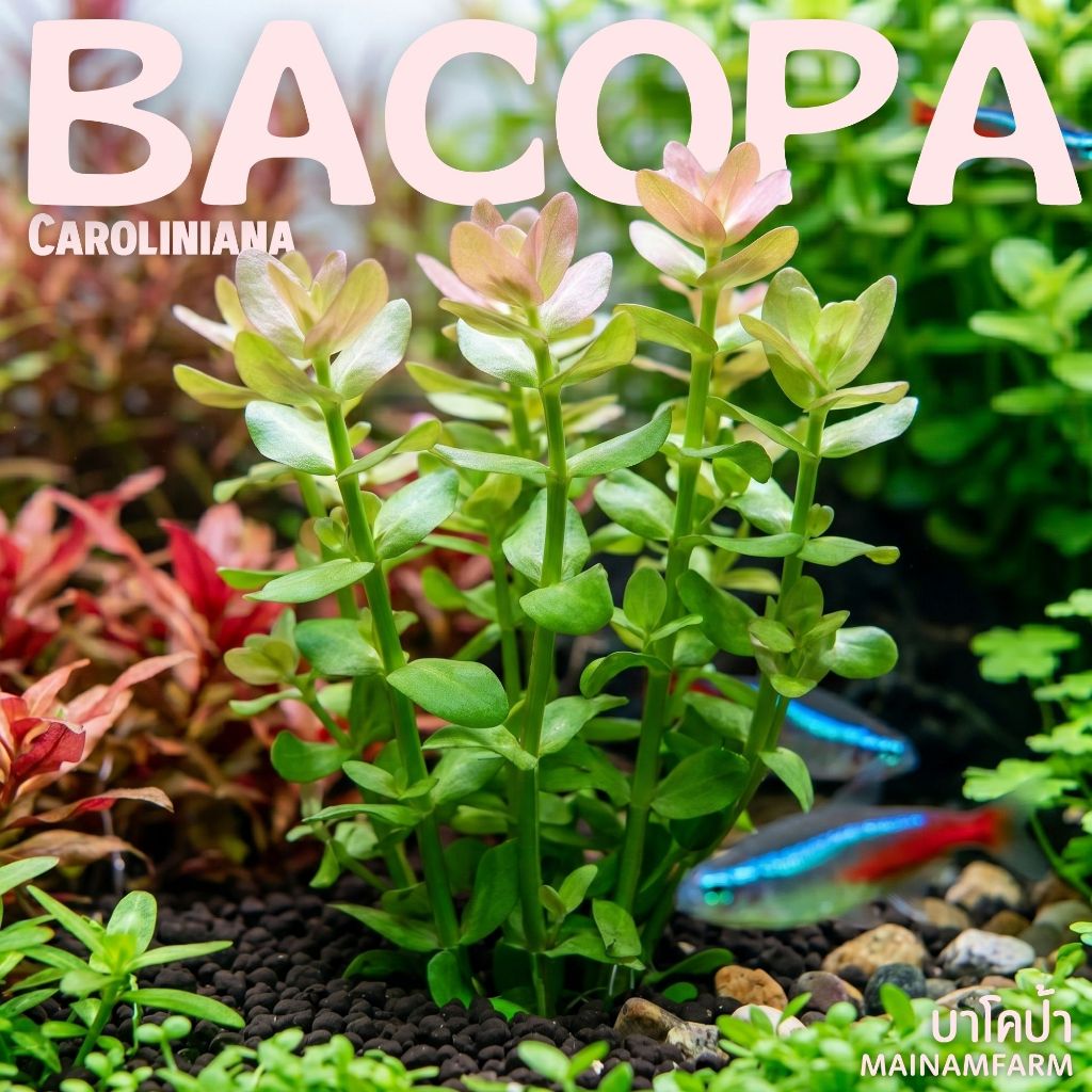 🌿บาโคป้า คาโรลิเนียน่า (Bacopa Caroliniana) – ไม้น้ำยอดฮิต ใบกลมสีสด เลี้ยงง่าย เหมาะสำหรับมือใหม่