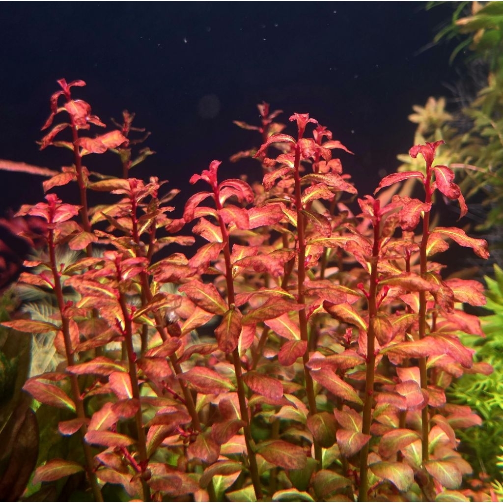 ลัดวิเจียกิเนีย ludwigia guinea