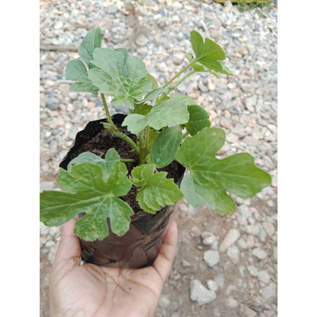 ต้นพันธุ์ แตงโม ถุงดำพร้อมปลูก 30 บาท ต้นแตงโม watermelon plant  มีสีแดง สีเหลือง
