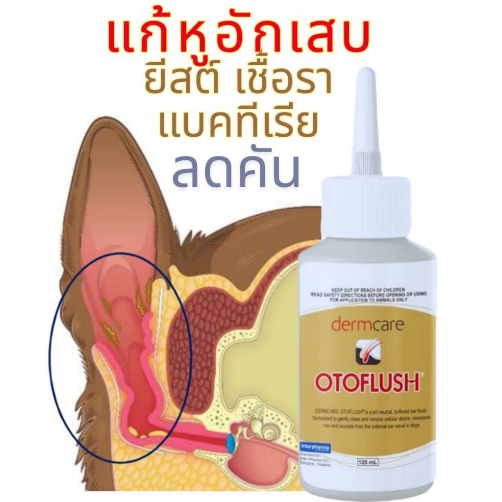 Dermcare Otoflush ทำความสะอาดหู กำจัดเชื้อโรคสาเหตุของปัญหาช่องหู ทั้งแบคทีเรีย ไบโอฟิล์ม และยีสต์