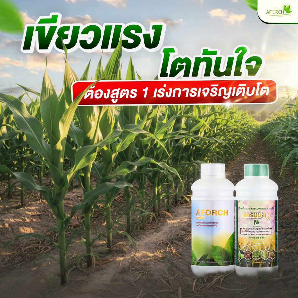 เอฟอช AFORCH สารจับใบ สารนำพา ขนาด 1,000 ซีซี ไม่ทิ้งสารตกค้าง ดูดซึมทันที ช่วยประหยัดค่าปุ๋ย ราคา ถูกที่สุด ดีลบีเคเค แกลเลอรีภาพที่ 9