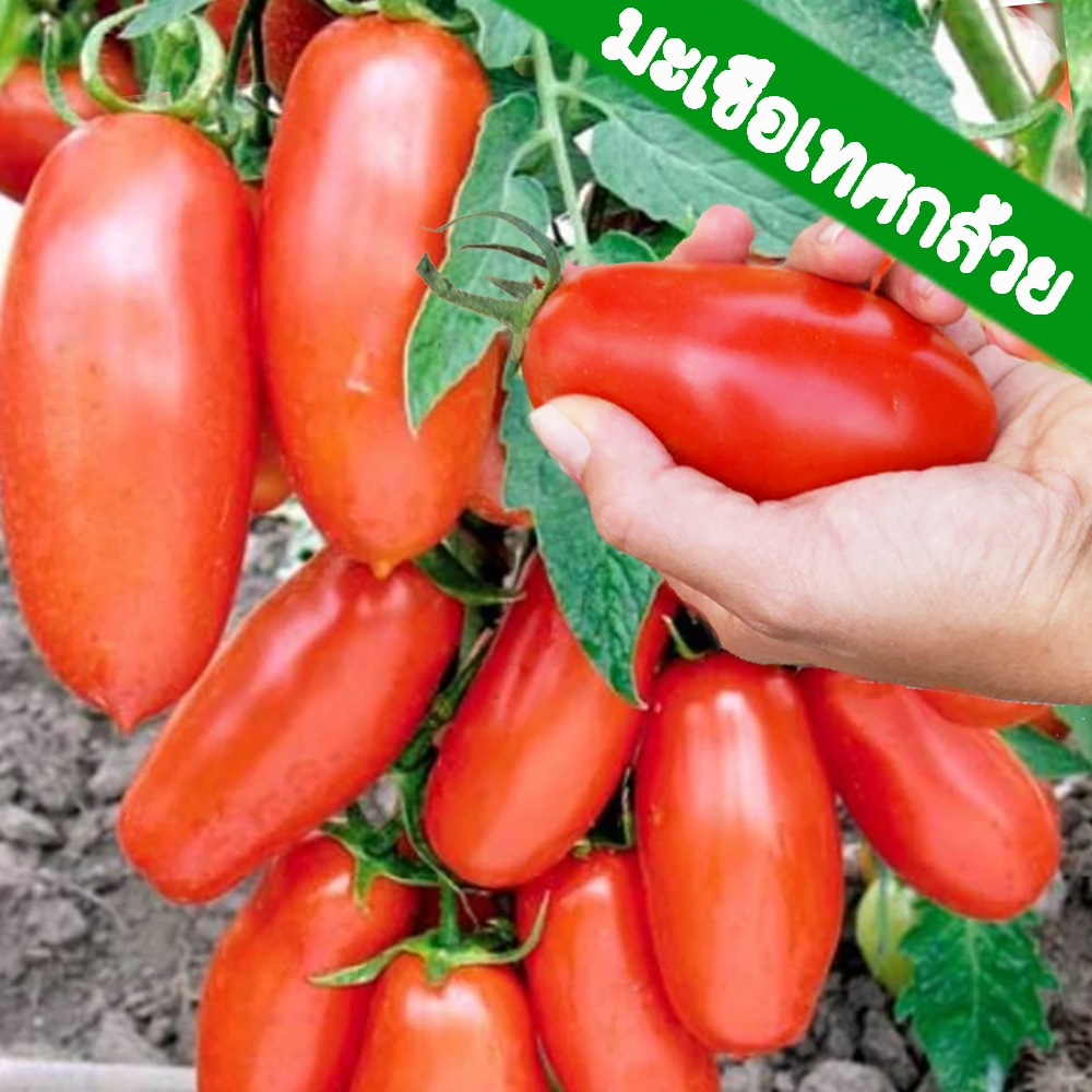 มะเขือเทศกล้วย🎯ถูกที่สุด10บ.🎯เมล็ดพันธุ์มะเขือเทศกล้วย 5 เมล็ด🎈งอกง่าย🌱โตไว☘️ลูกดกมาก