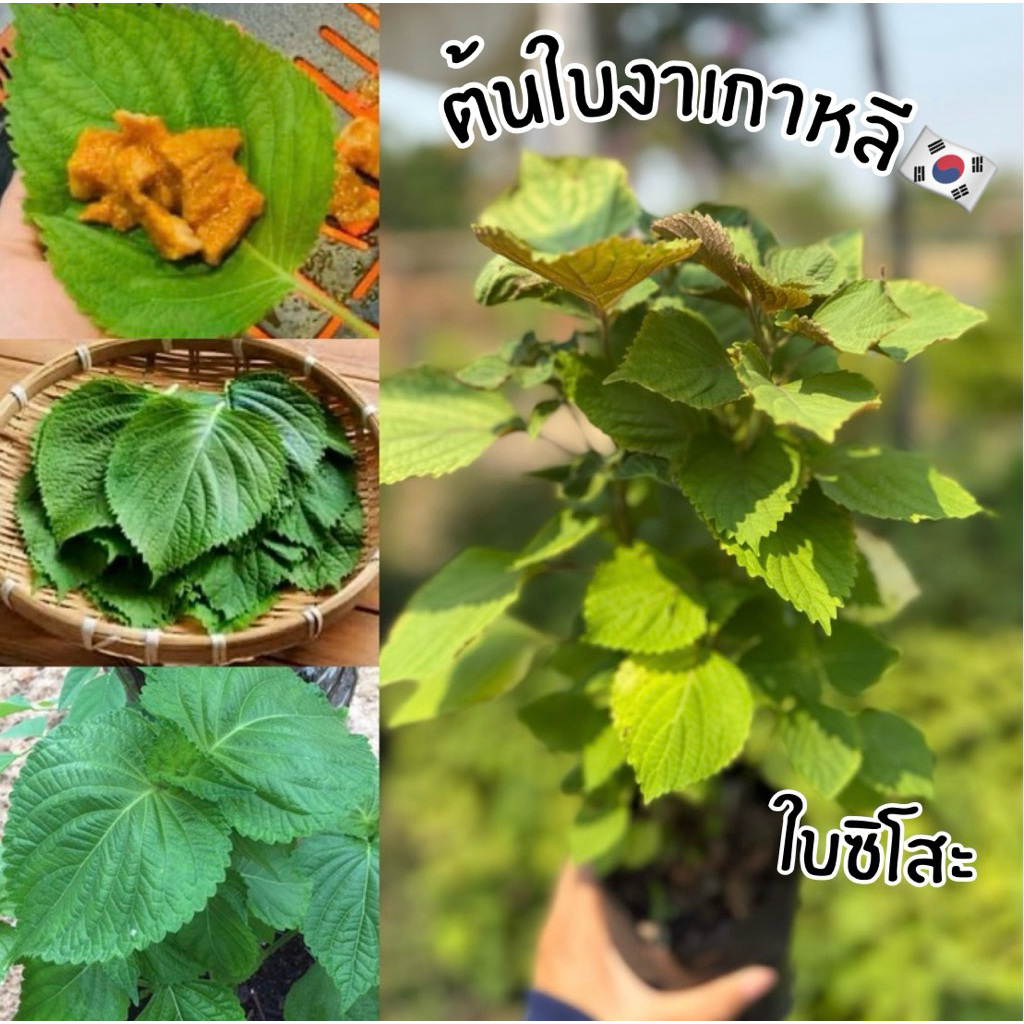 ต้นใบงาเกาหลีหรือใบชิโซะ หรือ ต้นใบงาเกาหลีหรือใบชิโซะ