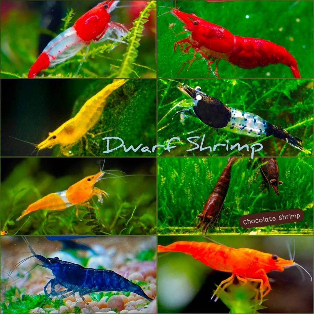 กุ้งแคระอุปกรณ์เสริมกำจัดตะไคร่ตู้ไม้น้ำตู้กุ้ง(25ชิ้น)+++(พร้อมส่ง)+++มีประกัน