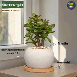 🍃ต้นไม้มงคล/ต้นไม้ฟอกอากาศ (วางโต๊ะทำงาน) หลายชนิด พร้อมกระถางปูนเปลือยทรงกลม 2.5"นิ้ว+จานรองไม้+หินเกล็ด