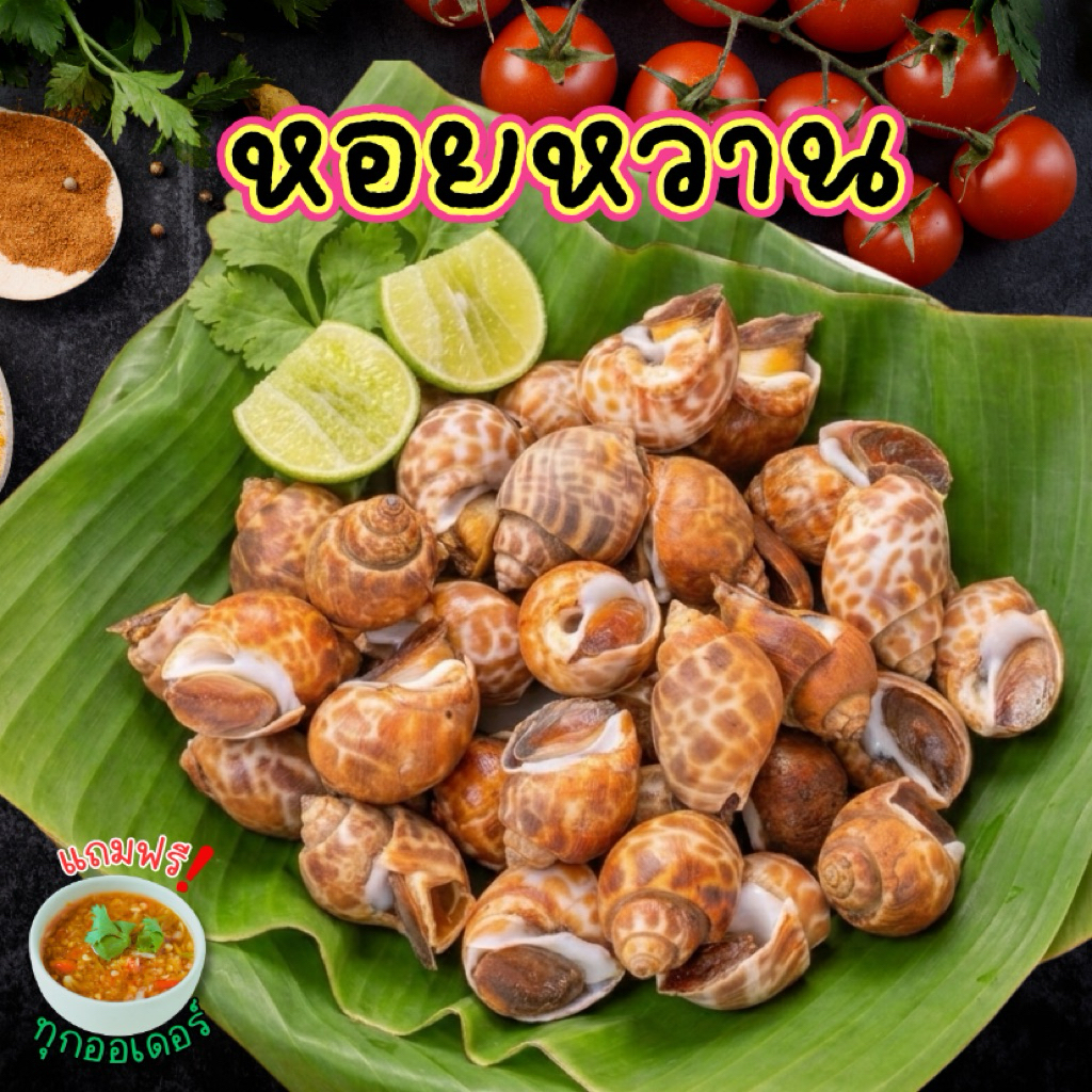 หอยหวานไซส์จัมโบ้+ฟรีน้ำจิ้มซีฟู้ด หอยหวาน เนื้อแน่น เต็มคำ สดสะอาด พร้อมส่งทั่วไทย