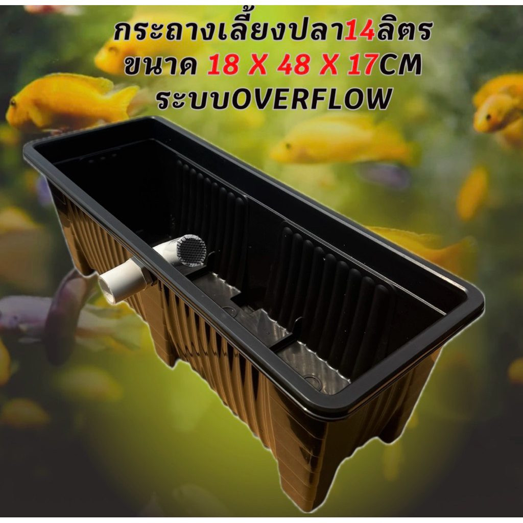 กระถางเลี้ยงปลามินิ 14 ลิตร ระบบoverflow ดำท่อขาว อ่างเลี้ยงปลา กรองตู้ปลา อ่างปลาบอลลูน อ่างปลาหางน