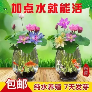 ผลผลิตสูง บรรจุ 10 เมล็ด สีผสม เมล็ดพันธุ์ ดอกบัวน้ำ เมล็ดบัวจิ๋ว Lotus Water Lily Seeds Hydroponic Lotus Flower Seed