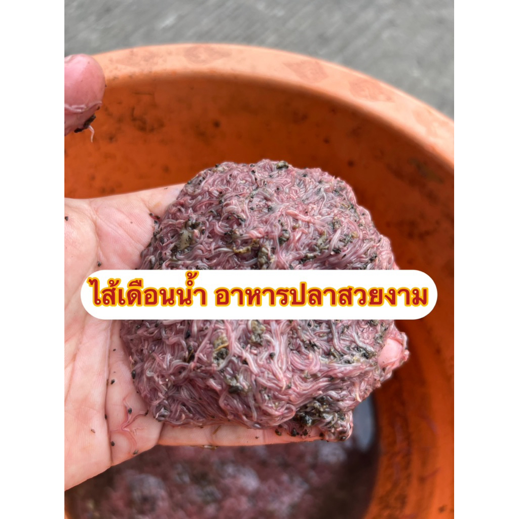มาจ้า..ชุดเพาะไส้เดือนน้ำ พร้อมอุปกรณ์การเลี้ยงดูแล