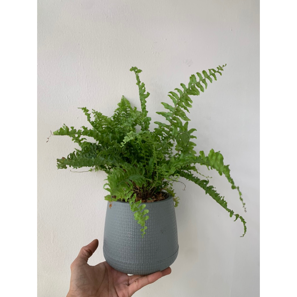 ต้นเฟิร์นบอสตัน (Boston Fern) ไม้ฟอกอากาศ พุ่มแน่นสวย พร้อมกระถางลายสานมินิมอล แต่งบ้าน/โต๊ะทำงาน