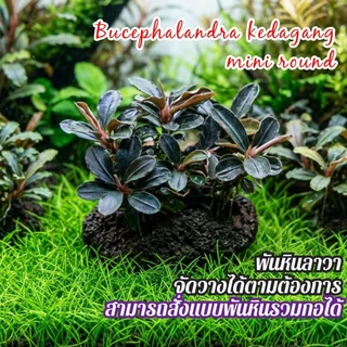 Bucephalandra kedagang mini round ใบบกเลี้ยงชื้นได้ ลงน้ำได้