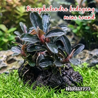 Bucephalandra kedagang mini round ใบบกเลี้ยงชื้นได้ ลงน้ำได้