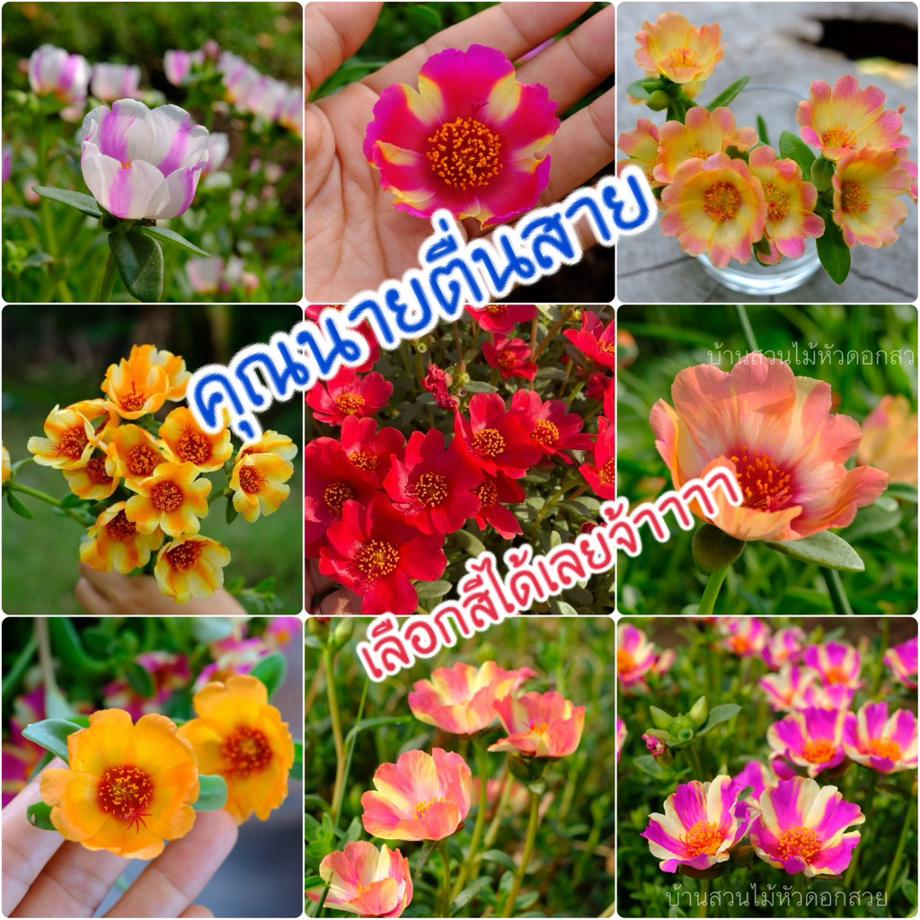 กิ่งดอกคุณนายตื่นสายเลือกสีได้เลยตัดสีละ 10 กิ่ง 20 บาท – โปรปัง