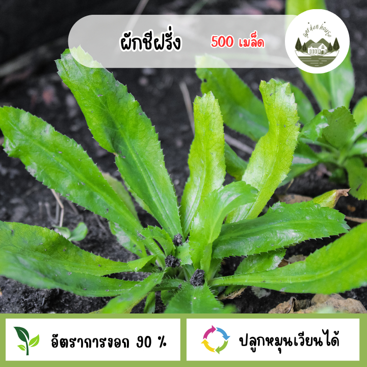 500 เมล็ด เมล็ดพันธุ์ผักชีฝรั่ง เมล็ดผักชีฝรั่ง