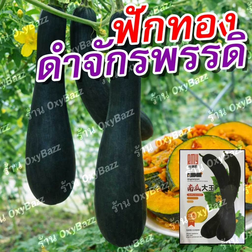 เมล็ดฟักทองดำจักรพรรดิ 25 เมล็ด ฟักทองยาวเปลือกดำ เนื้อส้มเข้มหวานมัน ผลใหญ่ ผลดก ปลูกง่าย