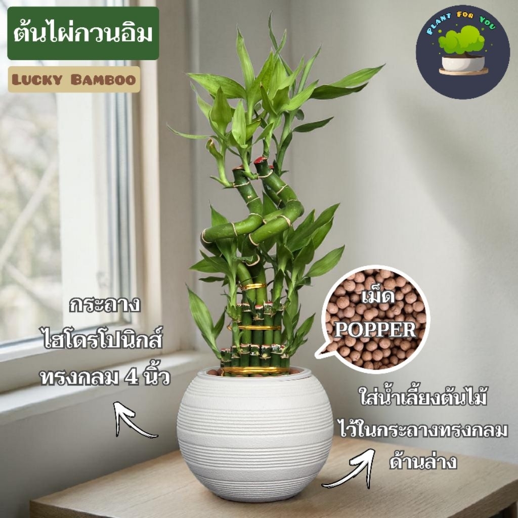ต้นไผ่กวนอิม (ยังไม่แตกใบ) Lucky Bamboo พร้อมกระถางไฮโดรโปนิกส์4"นิ้ว (ใส่น้ำในกระถาง)