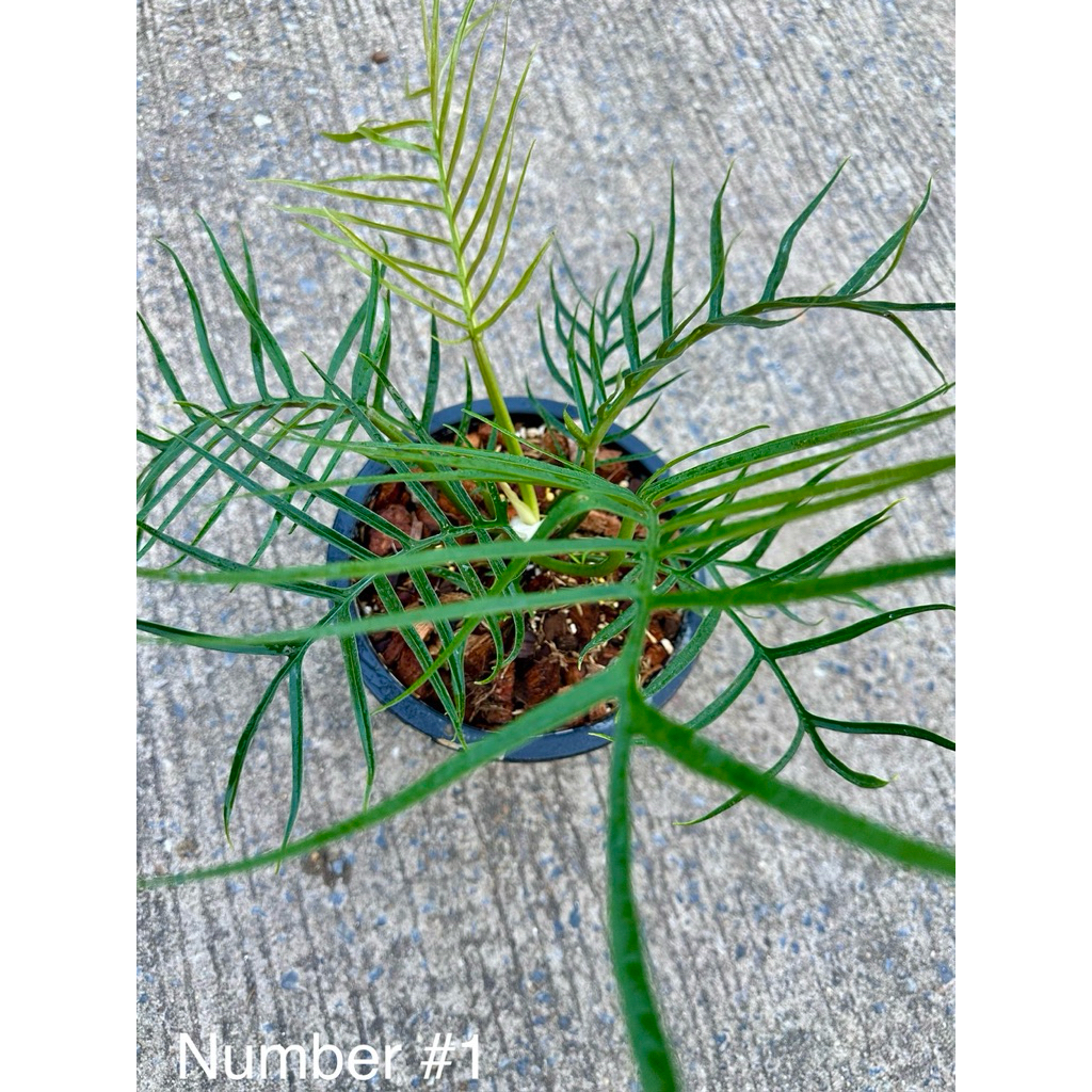 ต้น ฟิโลทอทั่ม ( Philodendron Tortum ) 🌿 ในกระถาง 7 นิ้วครึ่ง ต้นสวย แข็งแรง มีให้เลือกหลายต้น !!