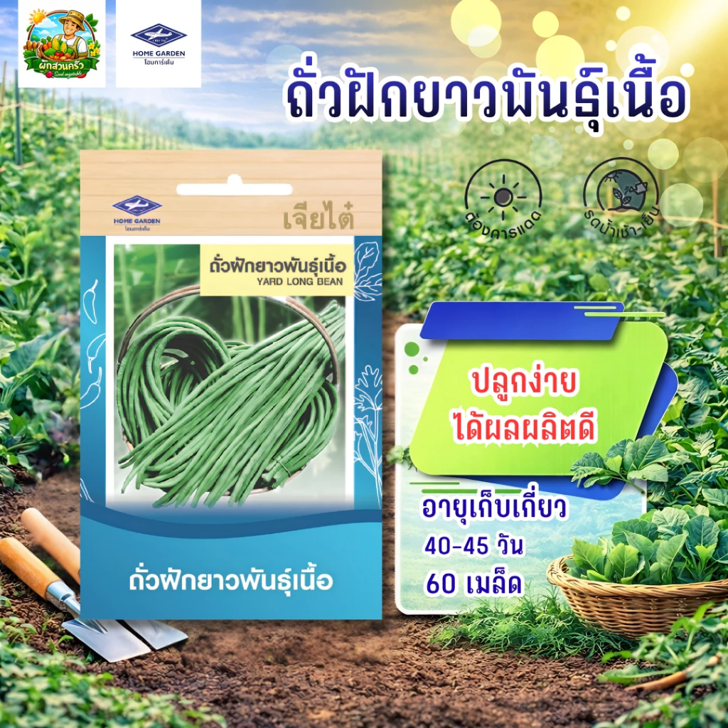ถั่วฝักยาว พันธุ์เนื้อ CT/OP-047 ผักซองเจียไต๋ เมล็ดพันธุ์ผัก ถั่ว เมล็ดพืชผักสวนครัว ประมาณ 60เมล็ด