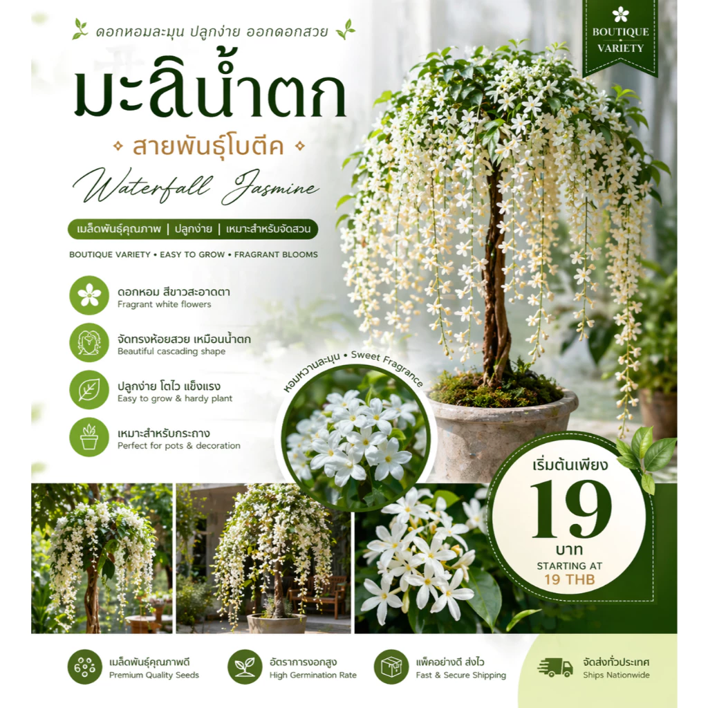 เมล็ดมะลิน้ำตก สายพันธุ์โบตีค (Triangular Plum Jasmine) ปลูกง่าย จัดทรงห้อยสวย เมล็ดคุณภาพ