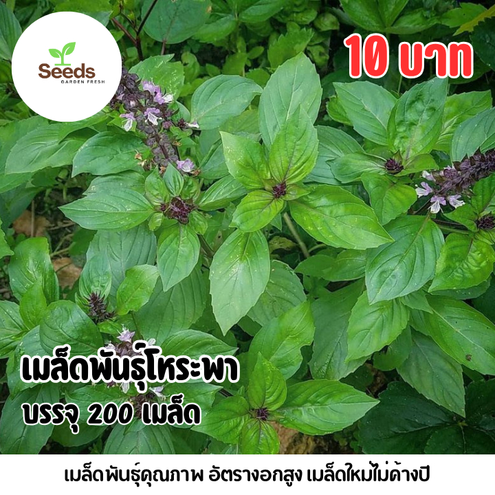เมล็ดพันธุ์โหระพา บรรจุ 200 เมล็ด