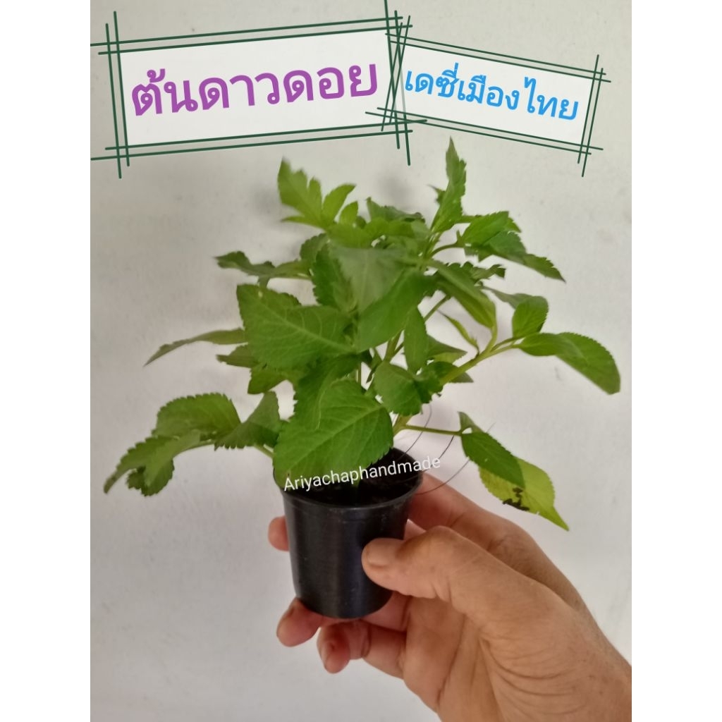 ต้นดาวดอย ปืนนกไส้ 🌿(เดซี่เมืองไทย)🌿กระถาง2นิ้วมีรากเดินพร้อมปลูก