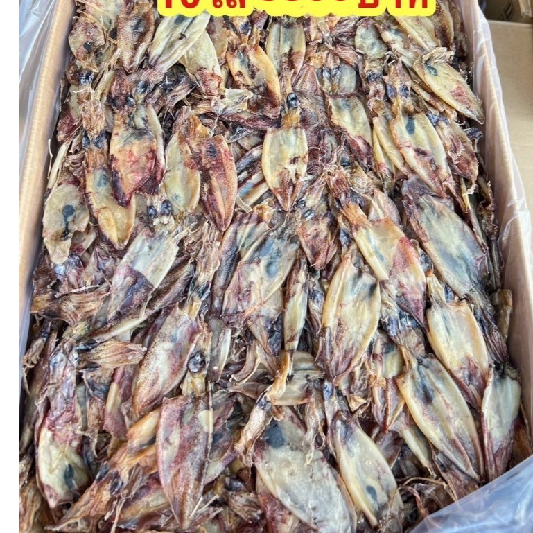 ปลาหมึกกลางฟิตหมึกอร่อยตัวกำลังทานขนาด500กรัม