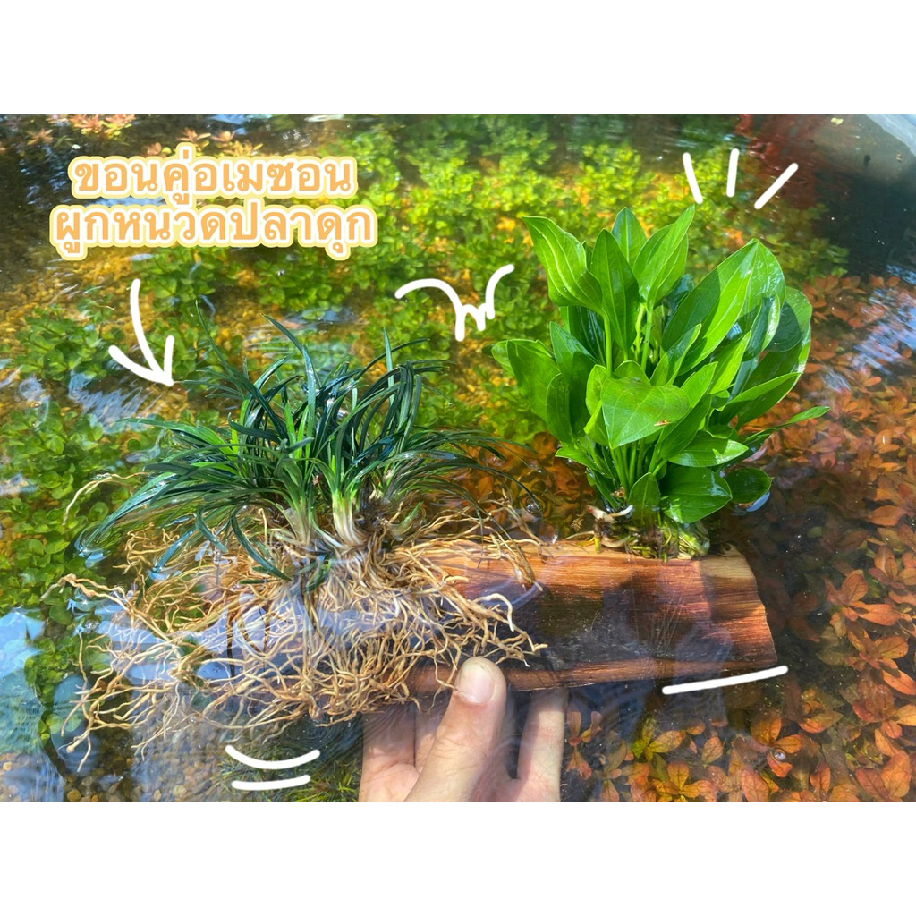 ขอนคู่อเมซอนผูกหนวดปลาดุกสวยมาก