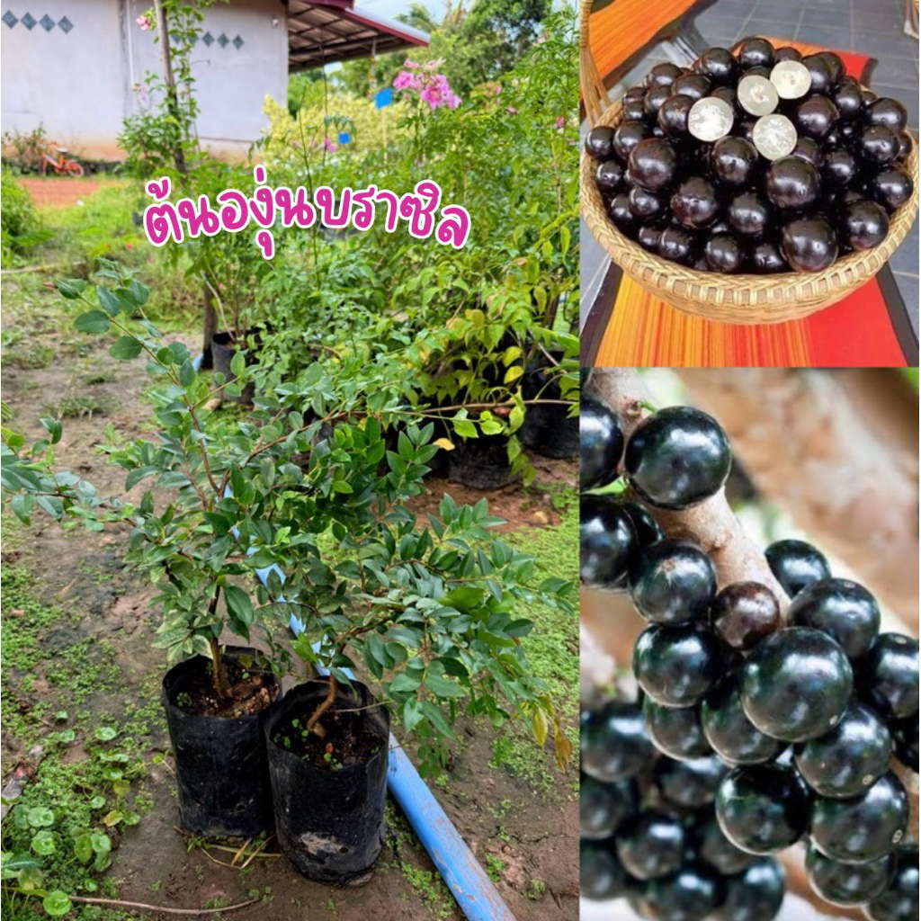 ต้นองุ่นบราซิล ต้นพร้อมปลูก
