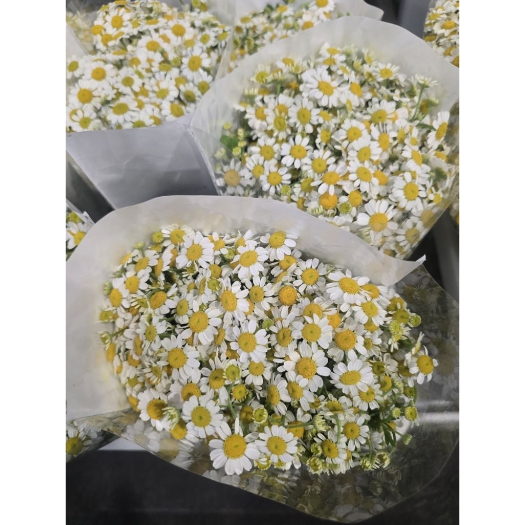 [ สินค้าพร้อมจัดส่งด่วน ] ดอกเดลซี่ฟรุ้งฟริ้งมุ้งมิ้ง ดอกไม้สด