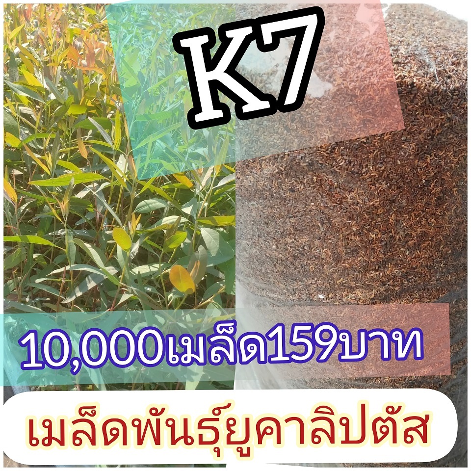 เมล็ดยูคาลิปตัส K7 10000 เมล็ด 159 บาท