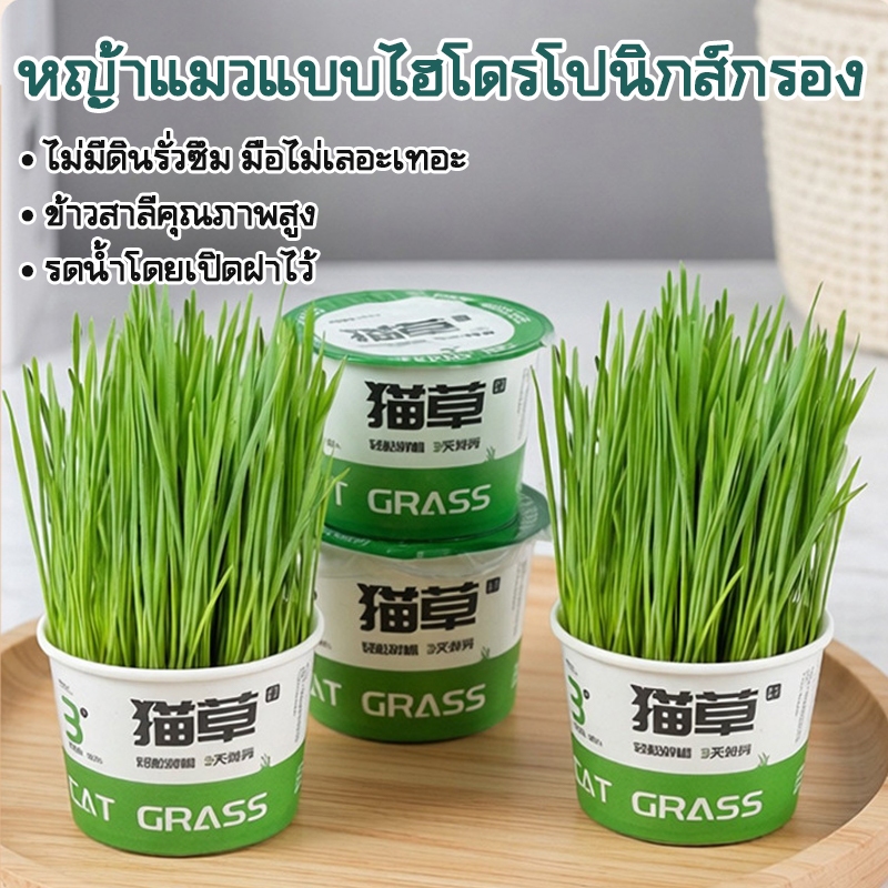 หญ้าแมว [มือใหม่ก็ปลูกได้ เมล็ดพันธุ์คุณภาพ] สินค้าครบชุดพร้อมปลูกทันที ต้นอ่อนข้าวสาลี หญ้าเเมว สำหรับสัตว์เลี้ยง