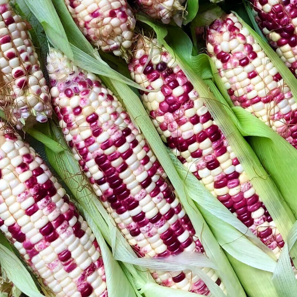 เมล็ดพันธุ์ ข้าวโพดข้าวเหนียวหวาน เพรช 3 สี 10 เมล็ด