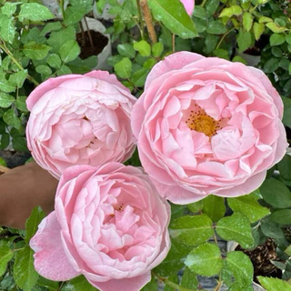 กุหลาบเลื้อย ชมพู (Pink Plume) กลิ่นหอมแรง หอมแคนดี้ ไม้เลื้อย ทรงดอกพิโอนี่