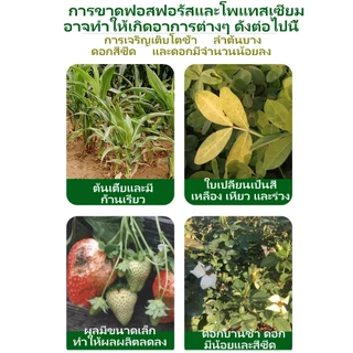 【GreenThumb】โพแทสเซียมไดไฮโดรเจนฟอสเฟต 250 กรัม แบบสำเร็จรูป ส่งเสริมการเจริญเติบโตของดอกและผล ปุ๋ยไม้ผล