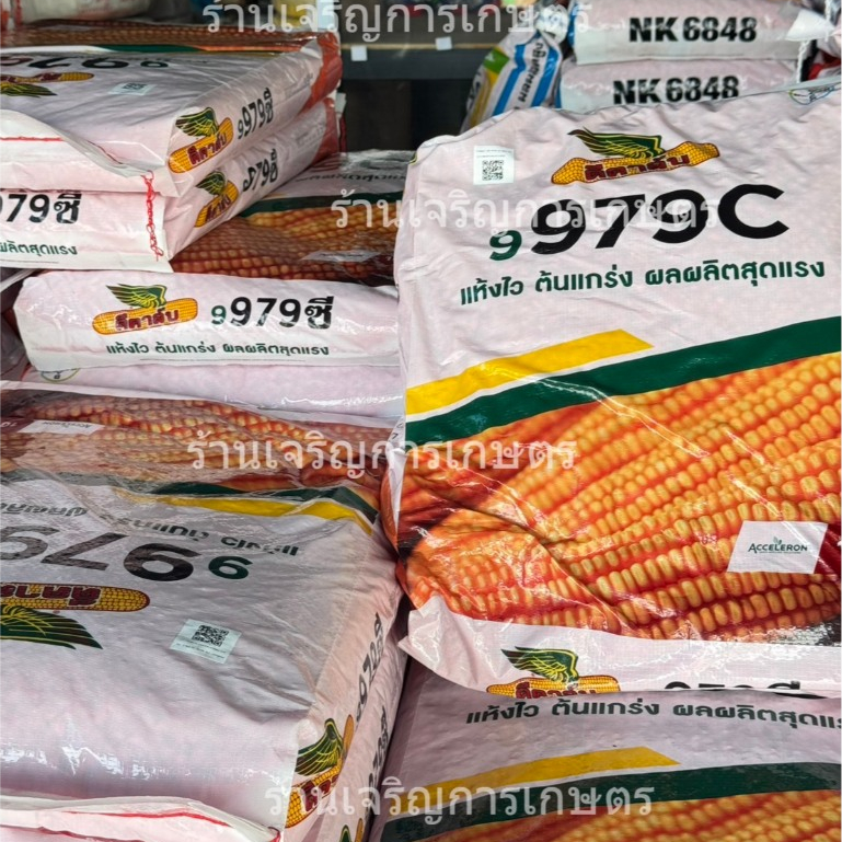 เมล็ดพันธุ์ข้าวโพด ดีคาล์บ 9979C (3.5หุน) ขนาด10 กก. แห้งไว ความชื้นต่ำ ผลผลิตสูง 2.2 ตัน/ไร่ ของแท้