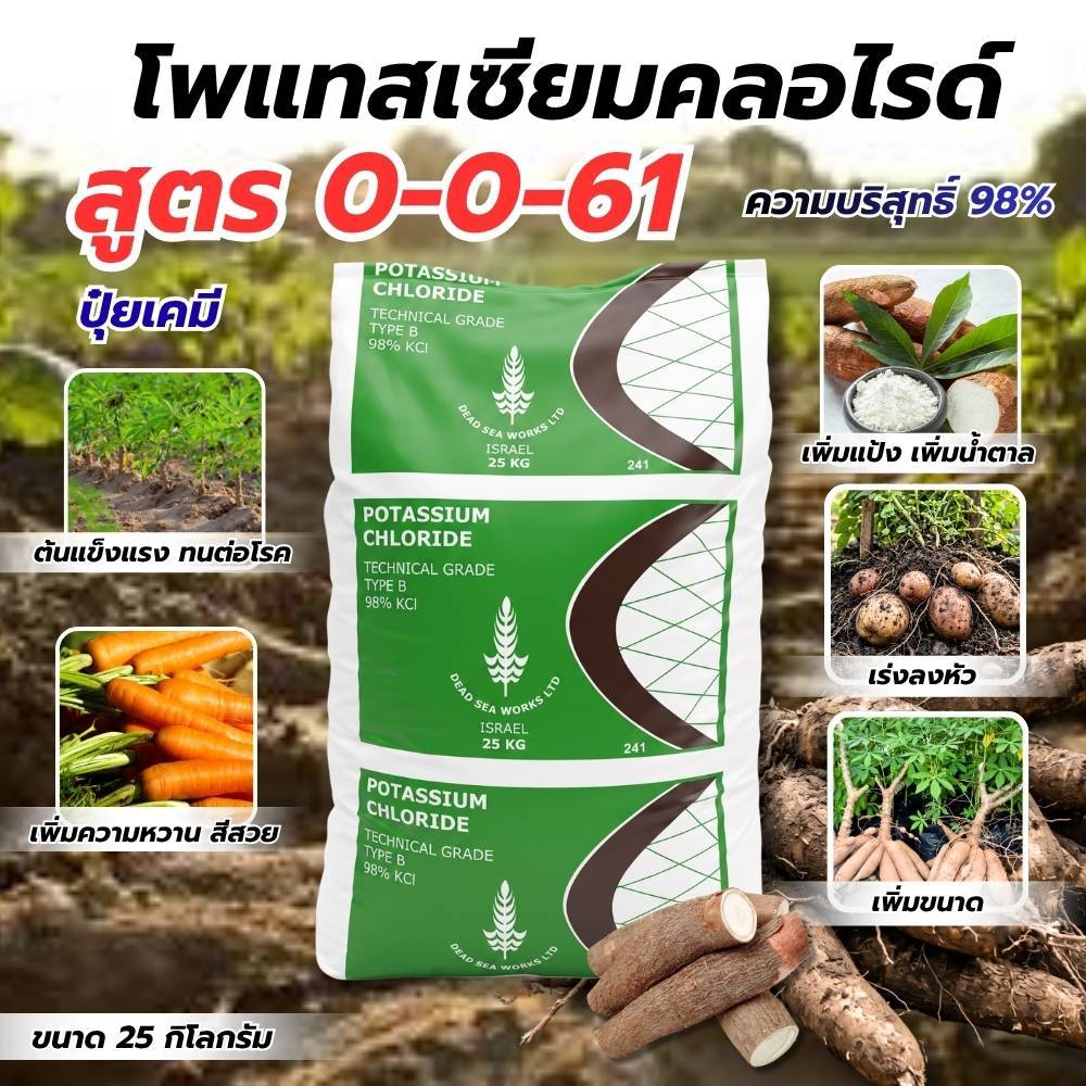 (ยกกระสอบ25kg) แม่ปุ๋ย 0-0-61 #โพแทสเซียมคลอไรด์ เพิ่มความหวาน เพิ่มน้ำหนัก ปุ๋ยเกล็ด ปุ๋ยทางใบ #ดวง