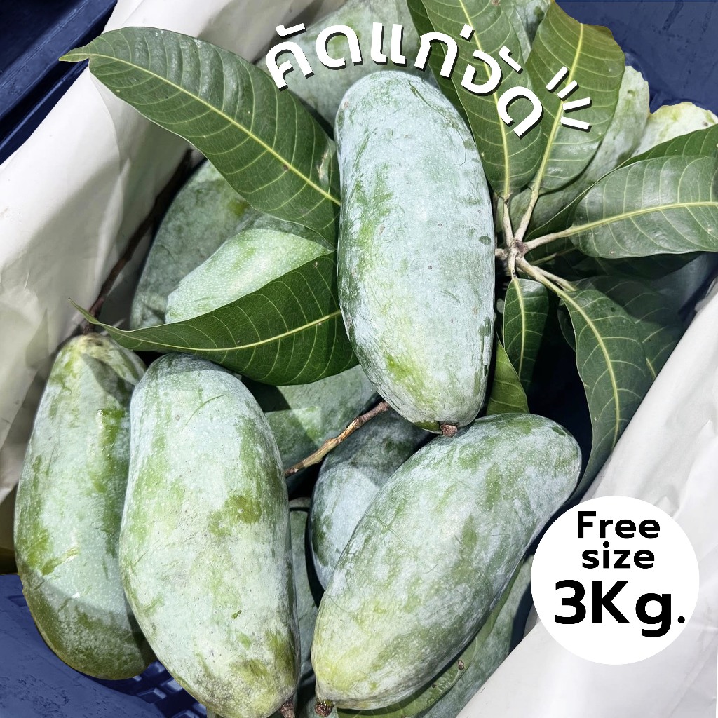 🔥 คุ้มสุด 3 KG👑มะม่วงเขียวเสวย 4-6 ลูก/กก.🥭มะม่วงเขียวเสวยกินได้เลย📦คัดแล้วทุกลูก
