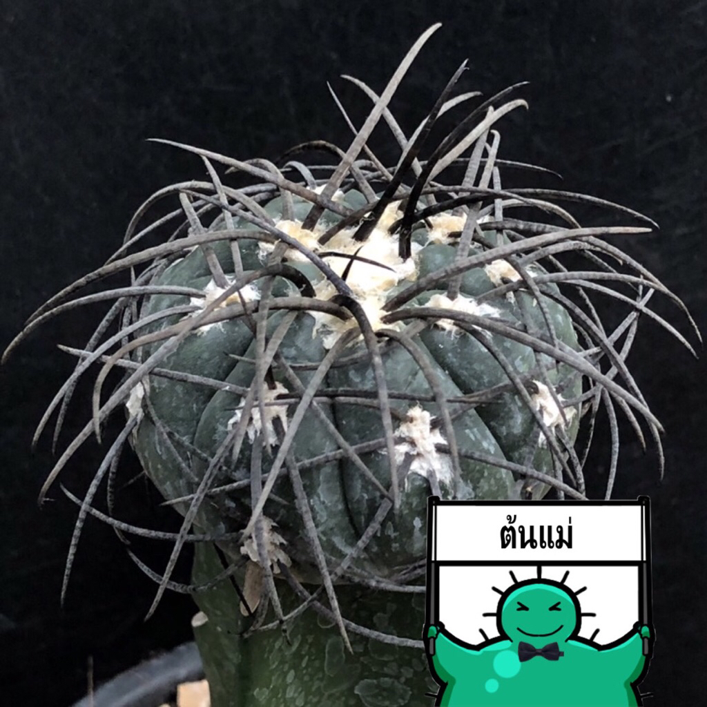 แคคตัส  ยิมโน หนามยาวดำ gymnocalycium Spegazinii cactus ไม้กราฟ จำนวน 1 ต้น