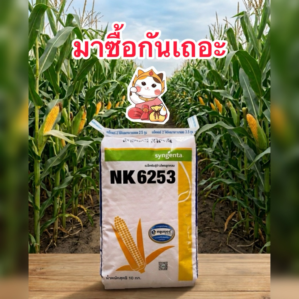 NK6253 เมล็ดพันธุ์ข้าวโพดเลี้ยงสัตว์ บริษัทซินเจนทรา บรรจุ10kg./กระสอบ
