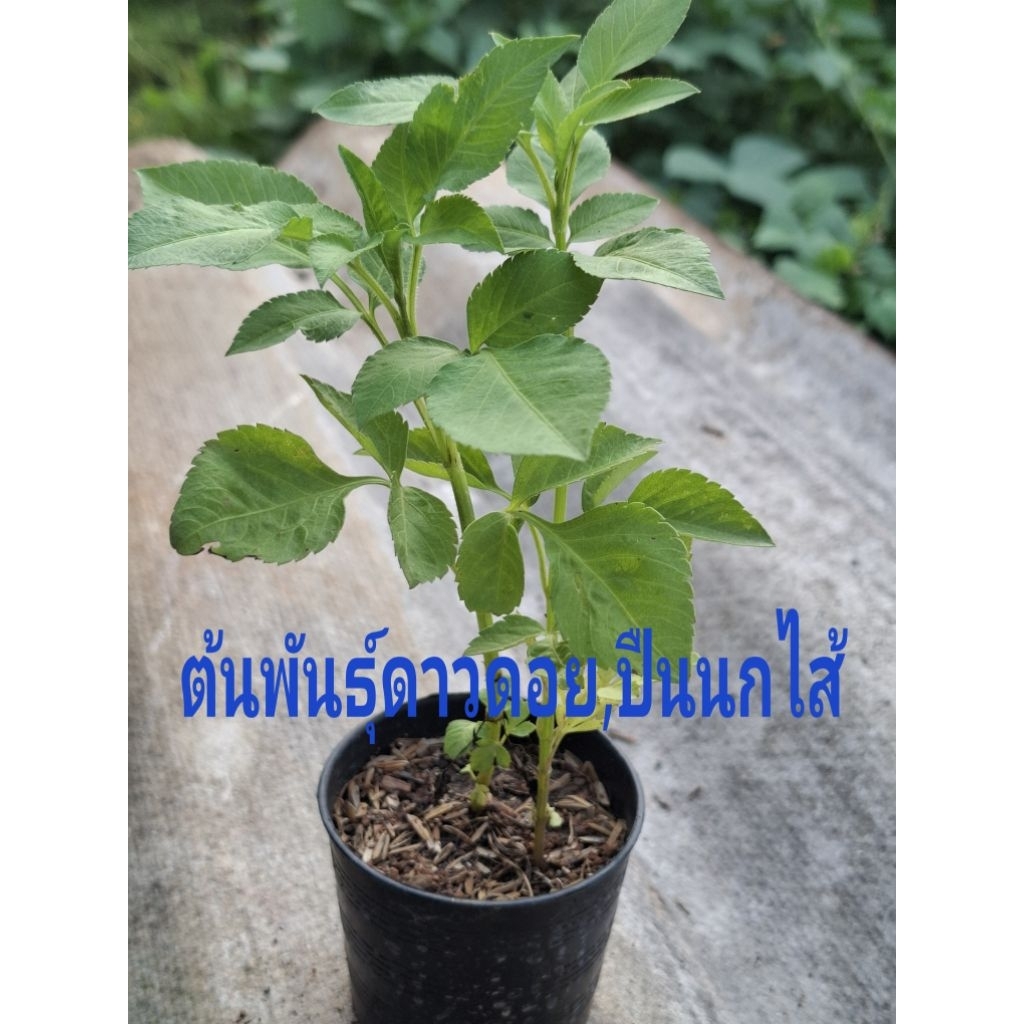ต้นพันธุ์ดาวดอยหรือปืนนกไส้ (ผักแข็งแรง)